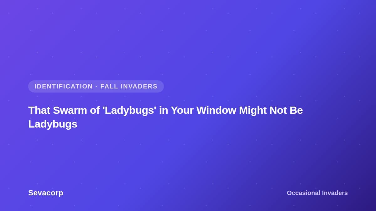 Graphic reading "That Swarm of 'Ladybugs' in Your Window Might Not Be Ladybugs", tagged Identification and Fall Invaders