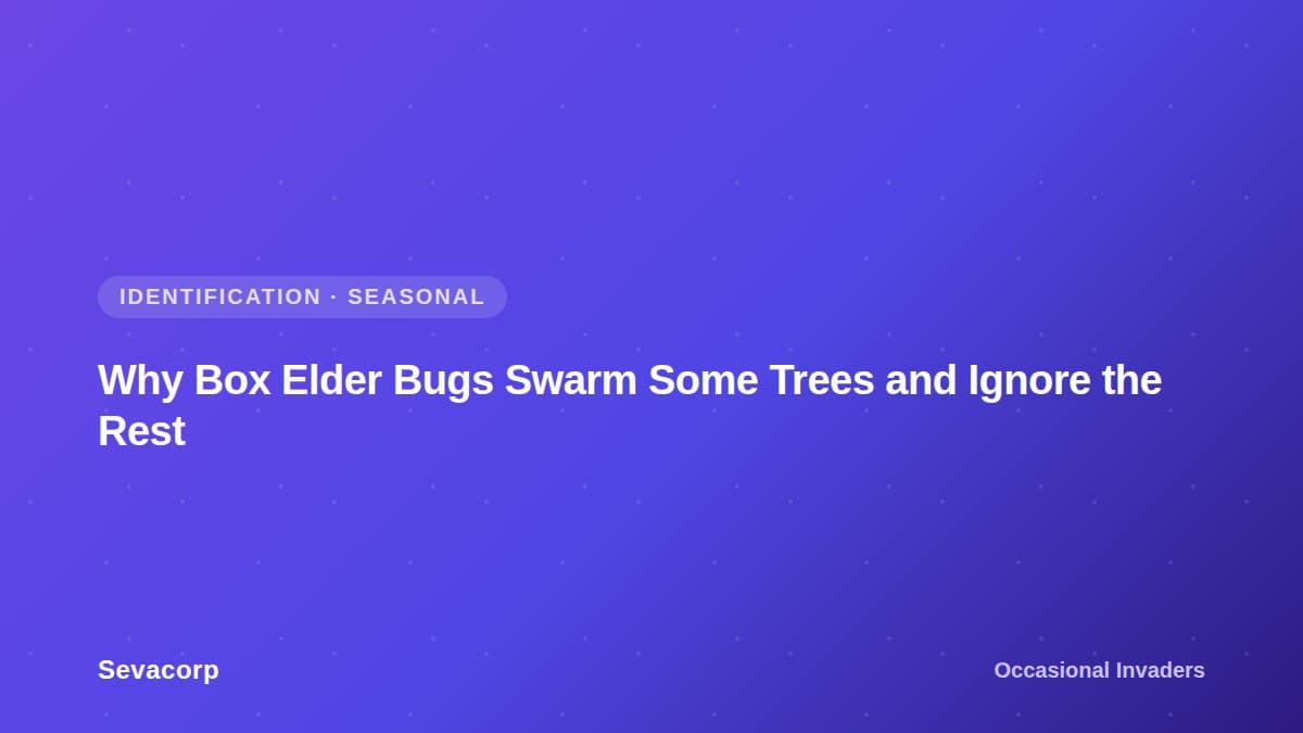 Graphic reading "Why Box Elder Bugs Swarm Some Trees and Ignore the Rest", tagged Identification and Seasonal