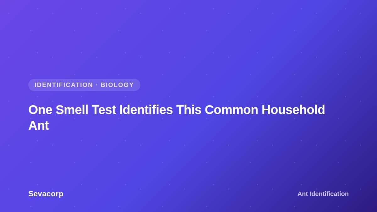 Graphic reading "One Smell Test Identifies This Common Household Ant", tagged Identification and Biology