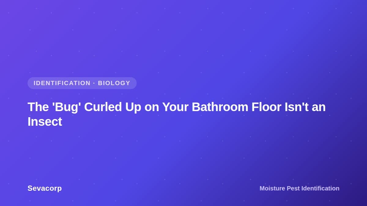 Graphic reading "The 'Bug' Curled Up on Your Bathroom Floor Isn't an Insect", tagged Identification and Biology