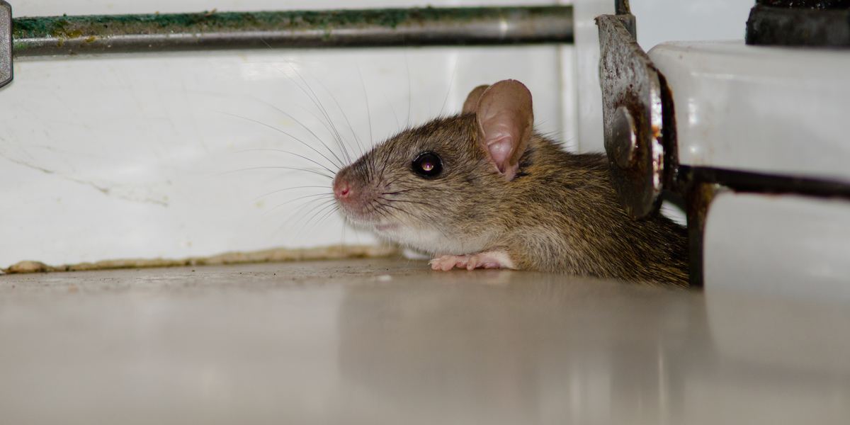 Rodent service management